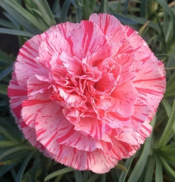 Carnation Seeds - 100 Perennial Flower Seeds - Bob's Highlight - Dianthus caryophyllus - Colorful Garden Blooms