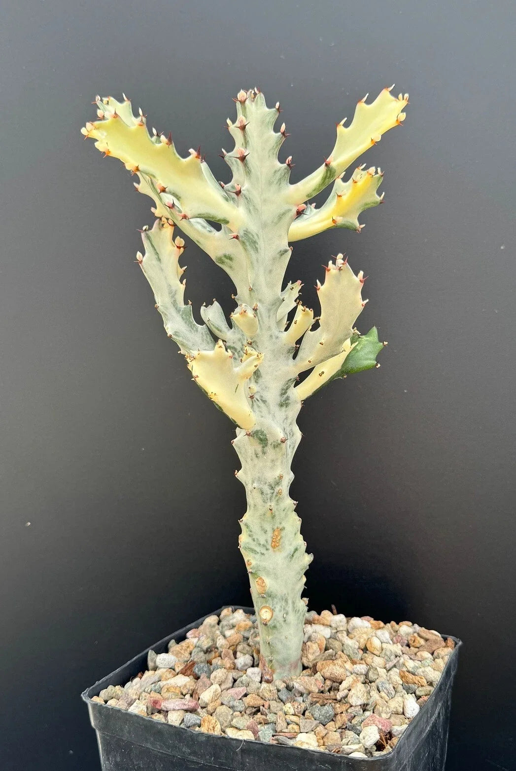 Euphorbia Succulent Plant - 4" Variegated White Ghost - Euphorbia lactea variegata - Unique Houseplant Decor