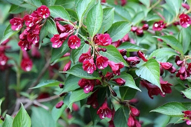 Weigela Florida Flower Seeds - Old Fashioned Variety - Pink to White Perennial Shrub Seeds - Non-GMO Gardening Supplies