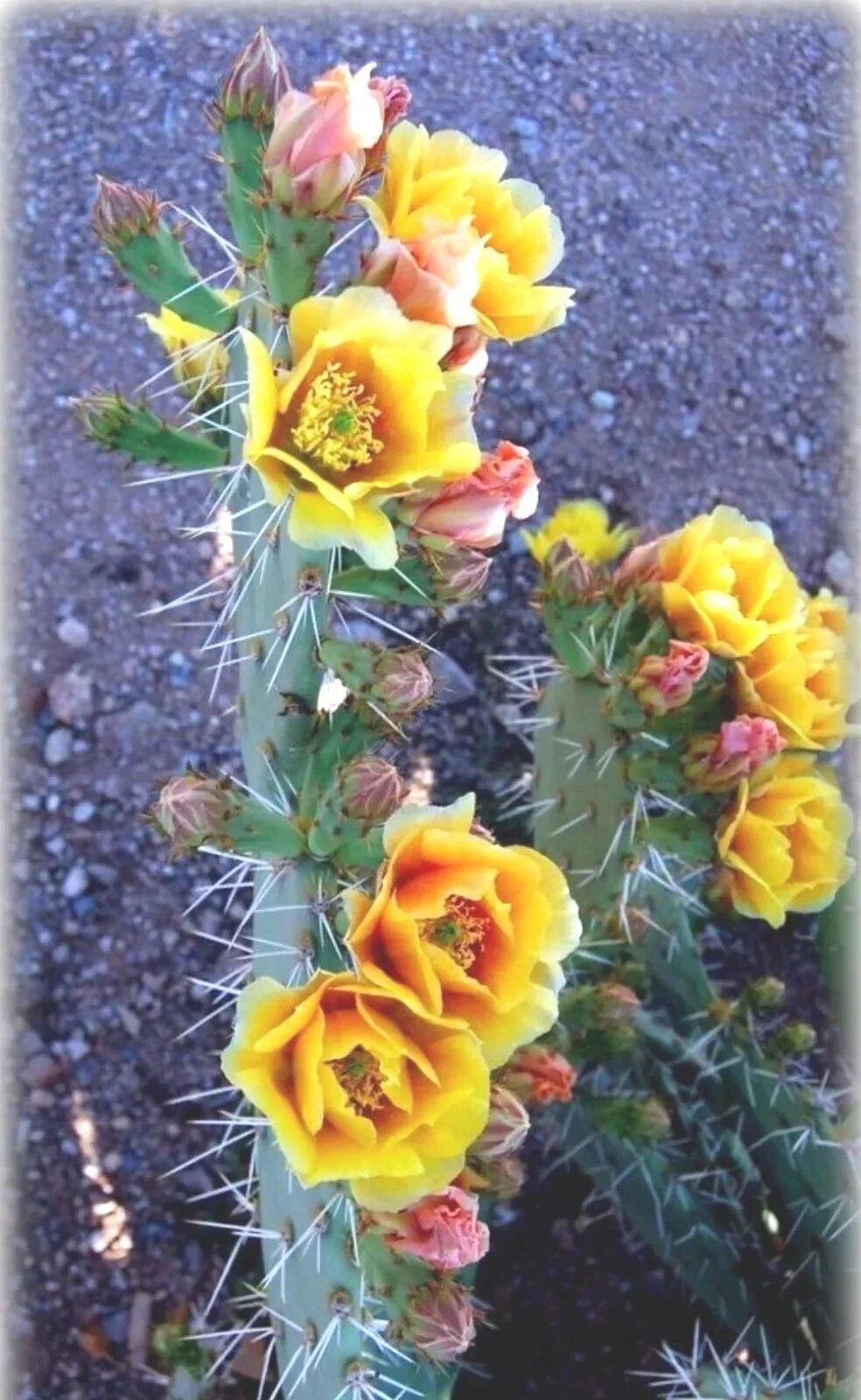 Green Prickly Pear Cactus Seeds - 20+ Seeds - Opuntia lindheimeri - USA Harvest 08/24 - Drought-Resistant Cactus Seeds
