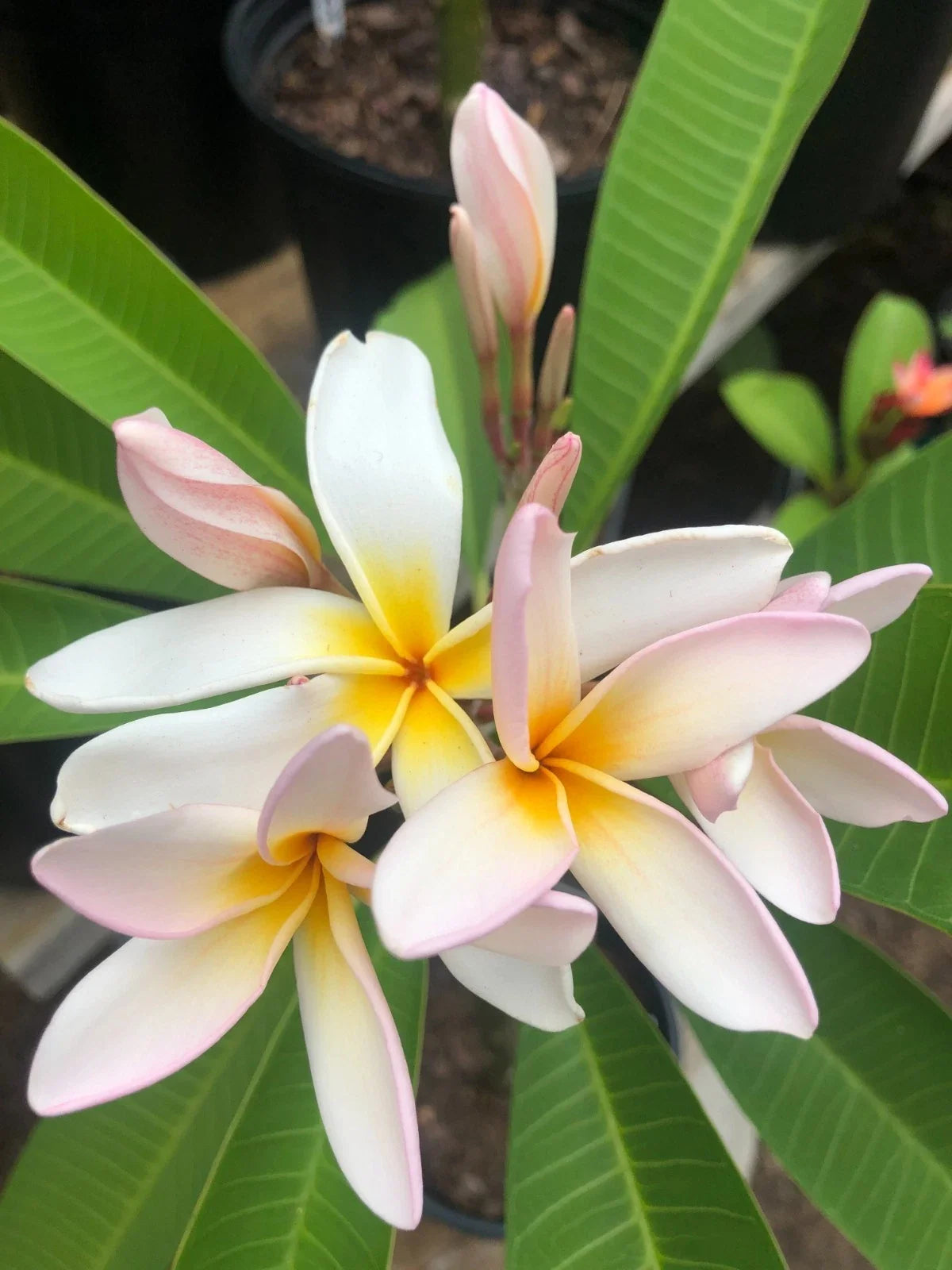 Rare Plumeria Cuttings 9" to 12" Sariah's Curly Pink Plumeria rubra - Tropical Plant for Garden or Indoor Collection