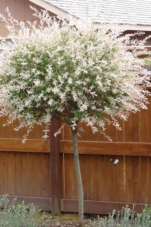 Dappled Willow Plants Set - 6-12" Variegated Foliage - Salix integra 'Hakuro Nishiki' - Starter Plant in 4" Pot - 2 Pack