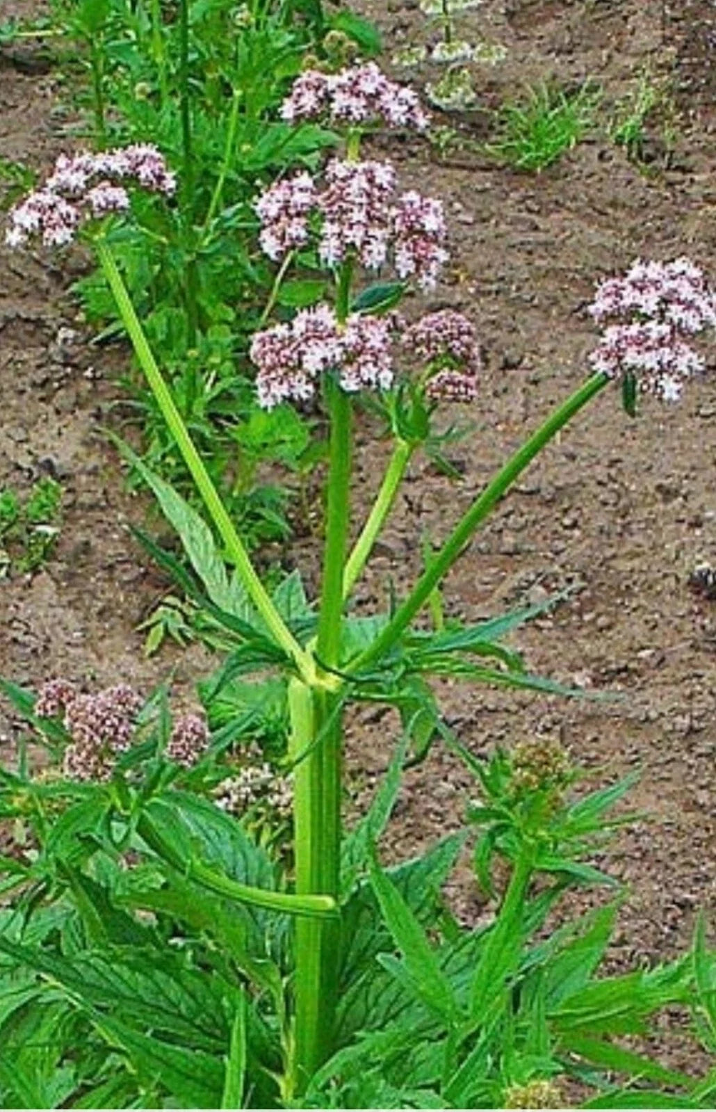 Valerian Seeds - 50 Heirloom Perennial Herb - Valeriana Officinalis - Hardy Garden Plant for Natural Remedies and Herbal Teas