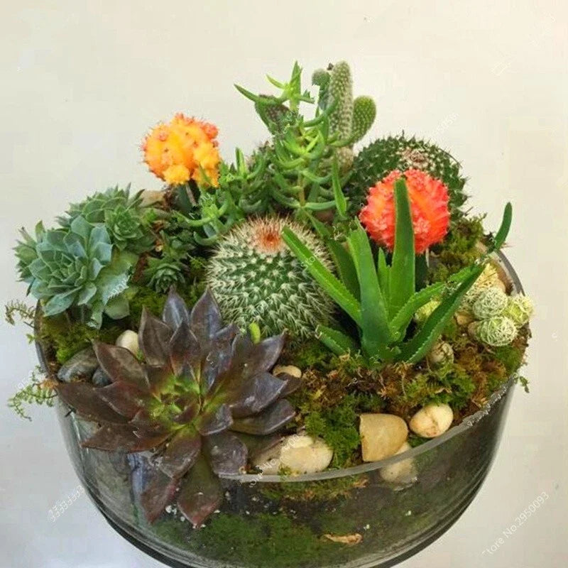 Mixed Rare Cactus Seeds, 100pcs Pack, Unique Succulent Varieties, Cactaceae, Perfect for Gardening and Indoor Plants