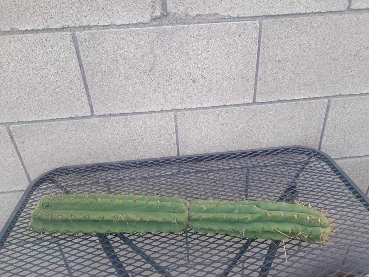 Cereus Peru Cactus Cutting, 21 cm, Columnar Variety, Cereus peruvianus - Easy Care for Indoor/Outdoor Gardening