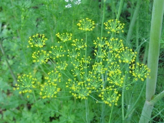 Bouquet Dill Seed Packet - 500+ Fresh Herb Seeds - Anethum graveolens - Culinary Garden Essential