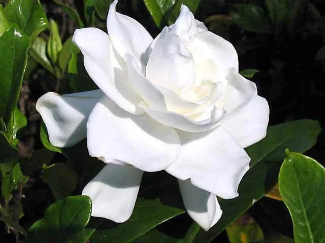 Heirloom Gardenia Bush 6" White Flowering Shrub Gardenia jasminoides - Fragrant Live Plant for Garden, Patio, or Indoor Use