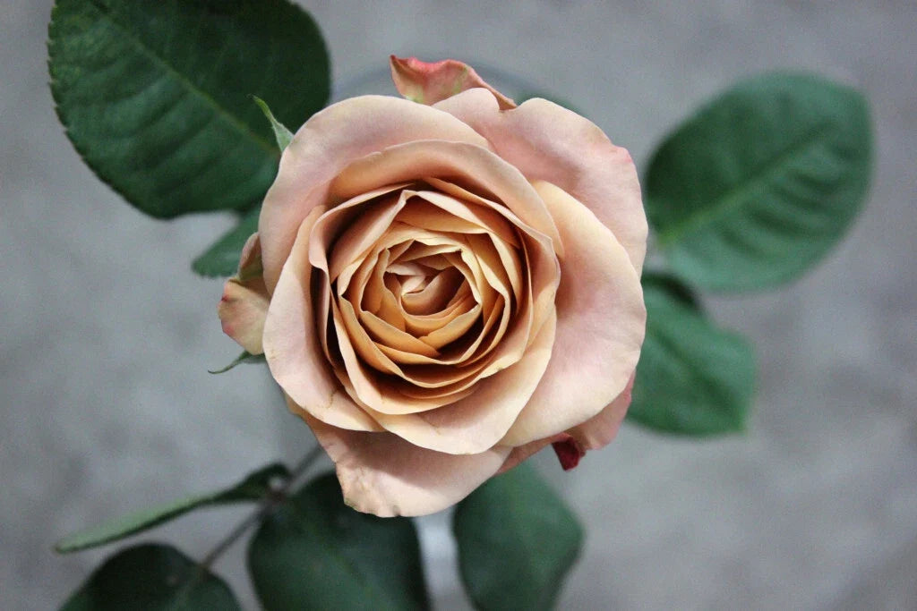 Cappuccino Rose Cuttings - 3 Super Rare Rooting Cuttings - Rosa 'Cappuccino' - Unique Coffee-Colored Petals for Garden