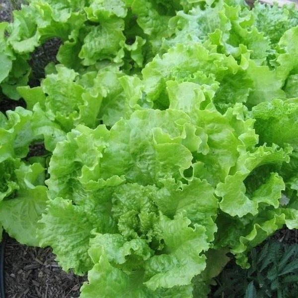 Black Seeded Simpson Lettuce Seeds - Bulk Heirloom Loose Leaf - Lactuca sativa - 500 to 5000 Non-GMO Seeds for Home Garden
