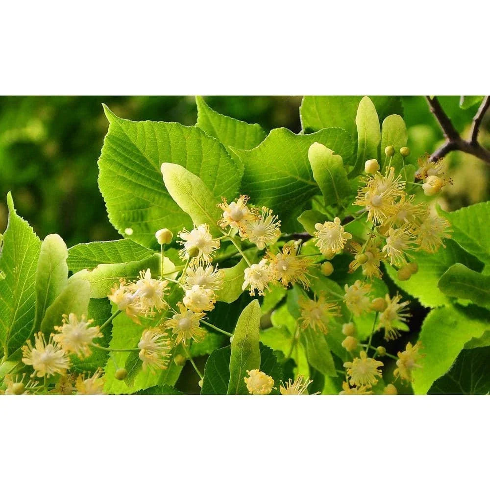 Littleleaf Linden Tree Bare Root - Tilia cordata, Hardy Shade Tree for Urban Landscaping, Fast-Growing Pyramidal Shape