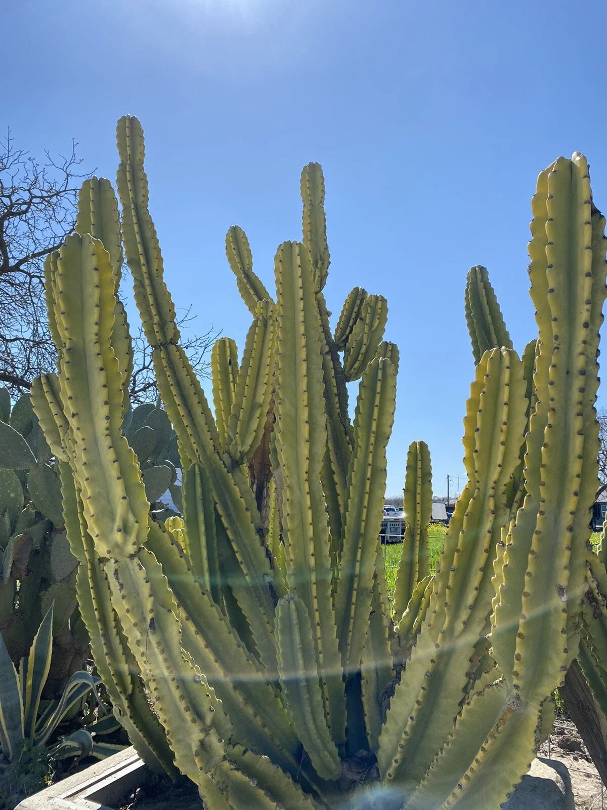 Edible Cactus Cutting - Nearly 2 Ft Tropical Green Cereus repandus - Perfect for Gardens & Indoor Decor