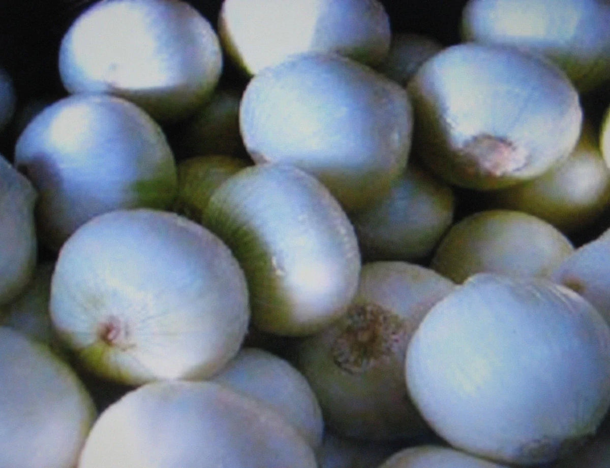 White Sweet Spanish Onion Seeds - 100 Non-GMO Seeds for Healthful Gardening - Allium cepa - Sweet Flavor for Cooking