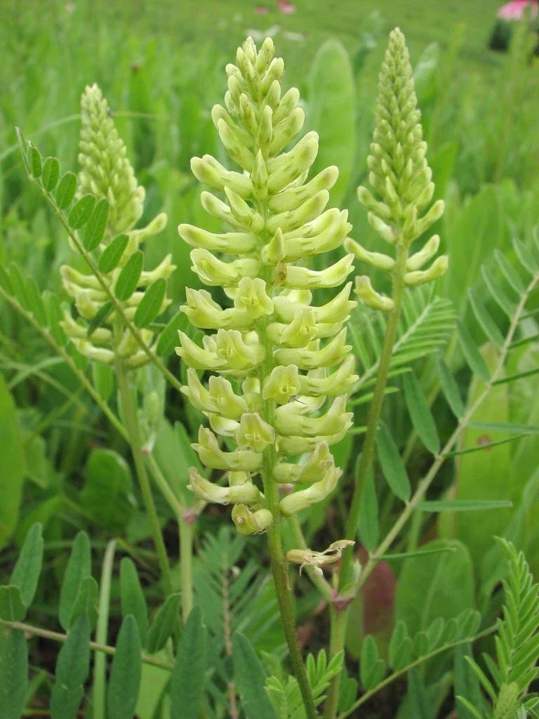 Canada Milk Vetch Seeds (50 Seeds) - Astragalus Canadensis - Native Wildflower for Biodiversity & Pollinator Gardens