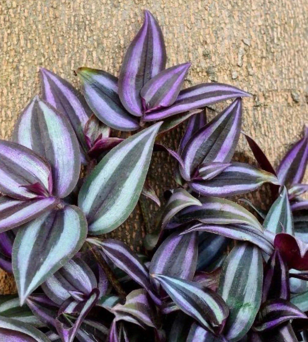 Tradescantia Zebrina Cuttings (10+ Pieces) | Wandering Jew Plant | Purple Striped Leaves | Easy to Propagate