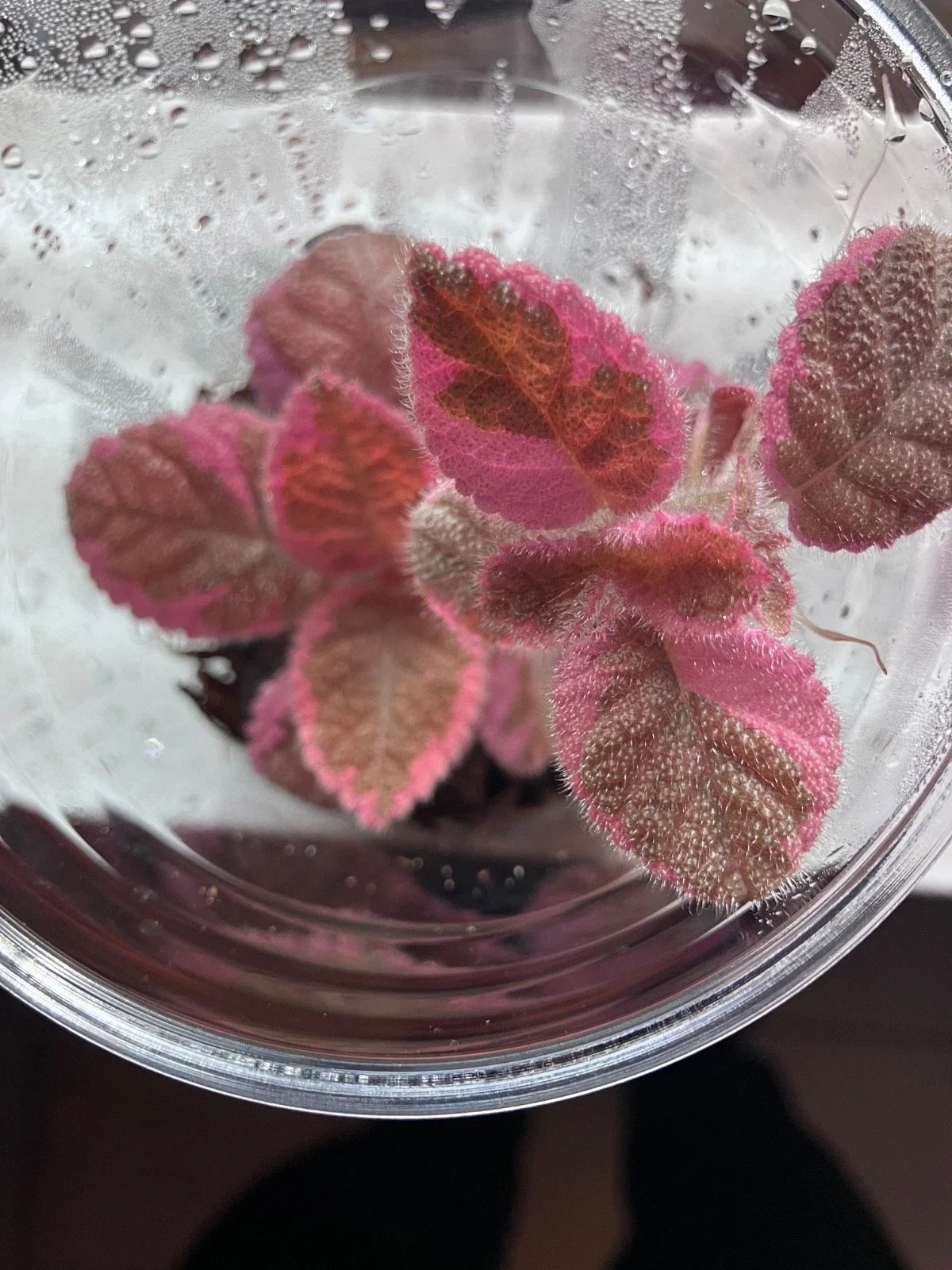 Episcia “Pink Smoke” Bareroot Starter Plant | Variegated Flame Violet | Easy Care Houseplant | Episcia cupreata