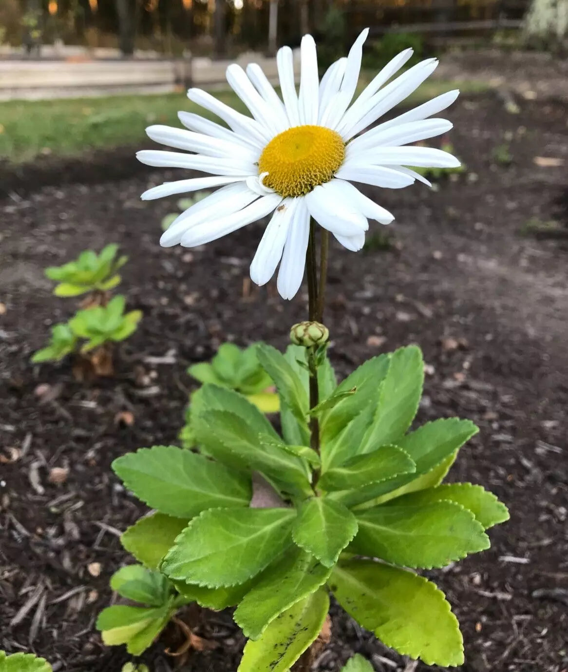 Montauk Nippon Daisy Live Plant Set of 5 Bare Root (Leucanthemum × superbum) for Spring Pre-Order - 3 Years Old