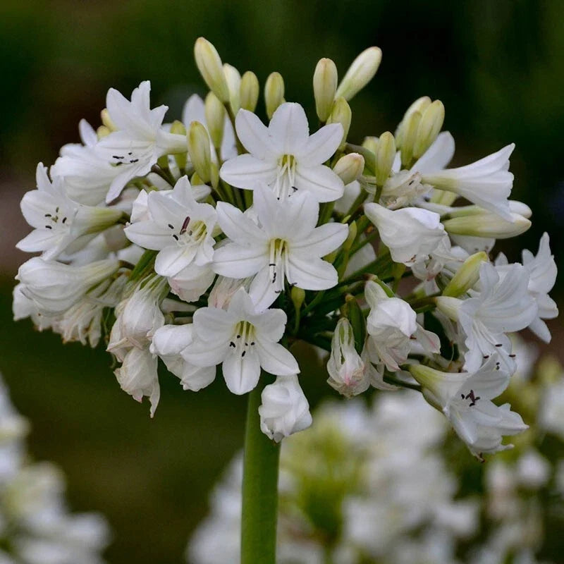 Agapanthus Plants - Potted Galaxy White Hardy Perennial - Agapanthus africanus - Summer Blooming Flowers