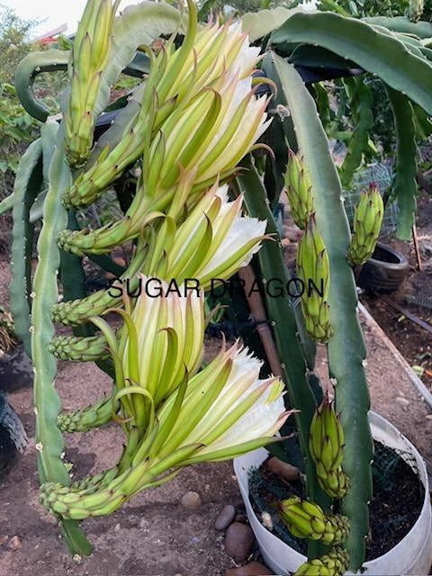 Dragon Fruit Cuttings 8"-12" Varieties - Hylocereus spp. - White, Red, Yellow Fleshed - Perfect for Home Gardening