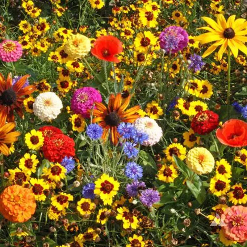 Children's Wildflower Seed Mix | Non-GMO | Colorful Blooms | Various Species | Easy to Grow for Kids
