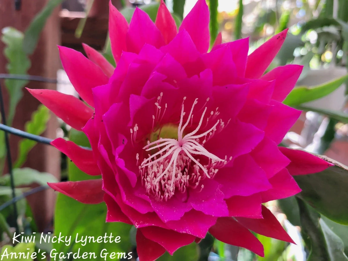 Kiwi Nicky Lynette Epiphyllum Unrooted Cuttings - 8 to 10 Inches Long - Epiphyllum oxypetalum Succulent Plant for Propagation