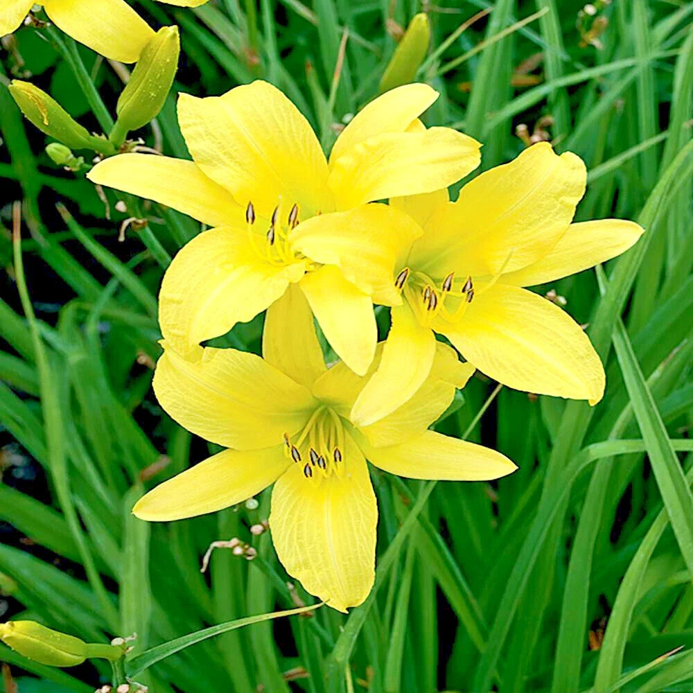 Daylily Plants - 25 Bare Root Hyperion - Yellow Blooms for Garden Landscaping - Hemerocallis 'Hyperion'