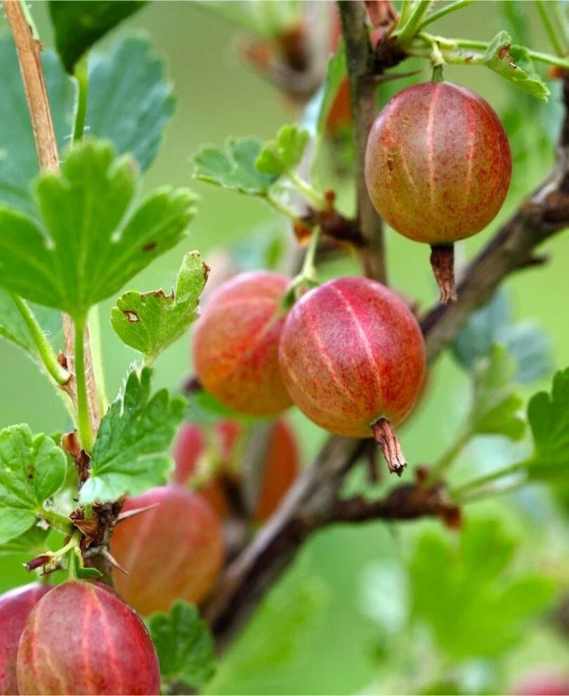 Live Rooted Starter Plant - Jahns Prairie Gooseberry - Edible Shrub, Ribes missouriense - Zones 3-8, Tart Berries for Garden