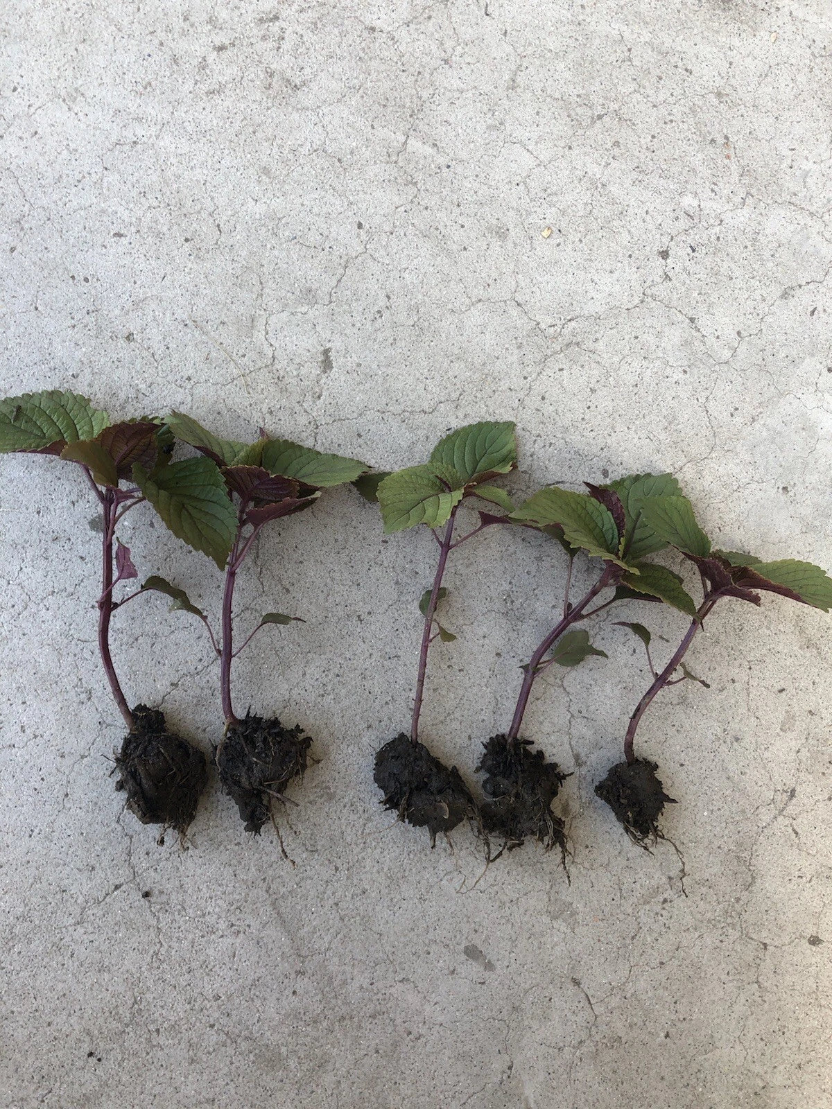 Shiso Perilla Plant - 5 Bare Root Green Purple Beefsteak - Perilla frutescens - Culinary Herb for Home Garden