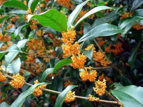 Fragrant Tea Sweet Olive Starter Plant - Apricot Echo - Osmanthus fragrans - Rooted 4-Inch Pot - Aromatic Evergreen Foliage