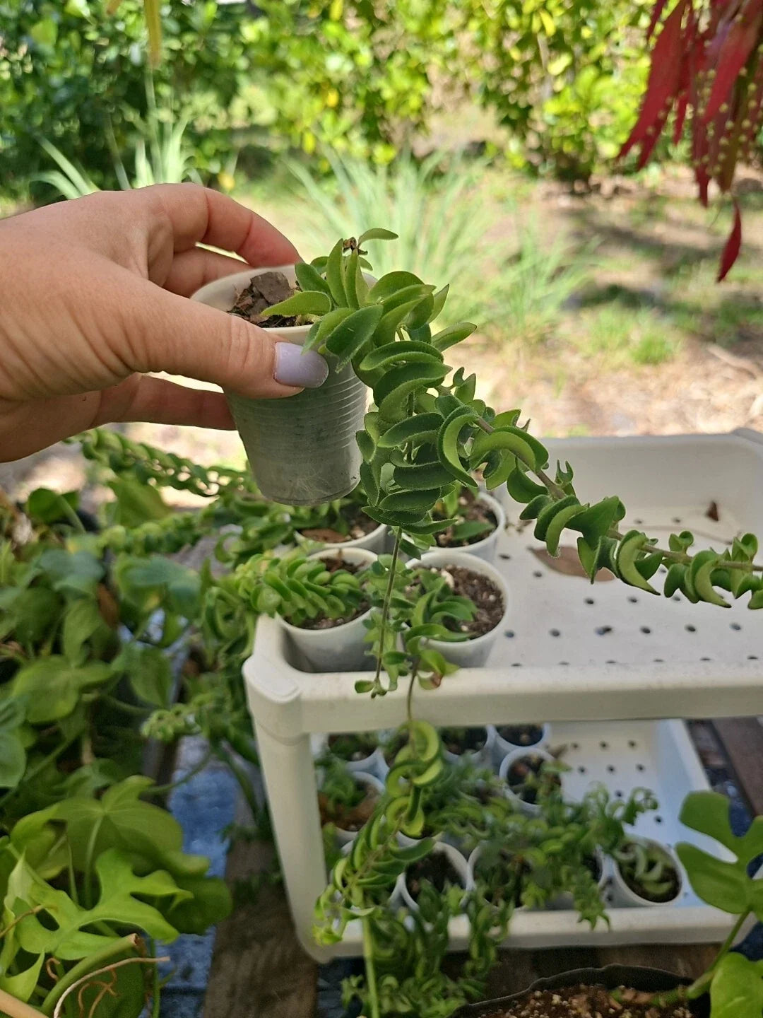 Lipstick Plant 2.5" Pot Twisted Rasta Aeschynanthus Radicans - Rooted Indoor Houseplant for Easy Care and Vibrant Blooms