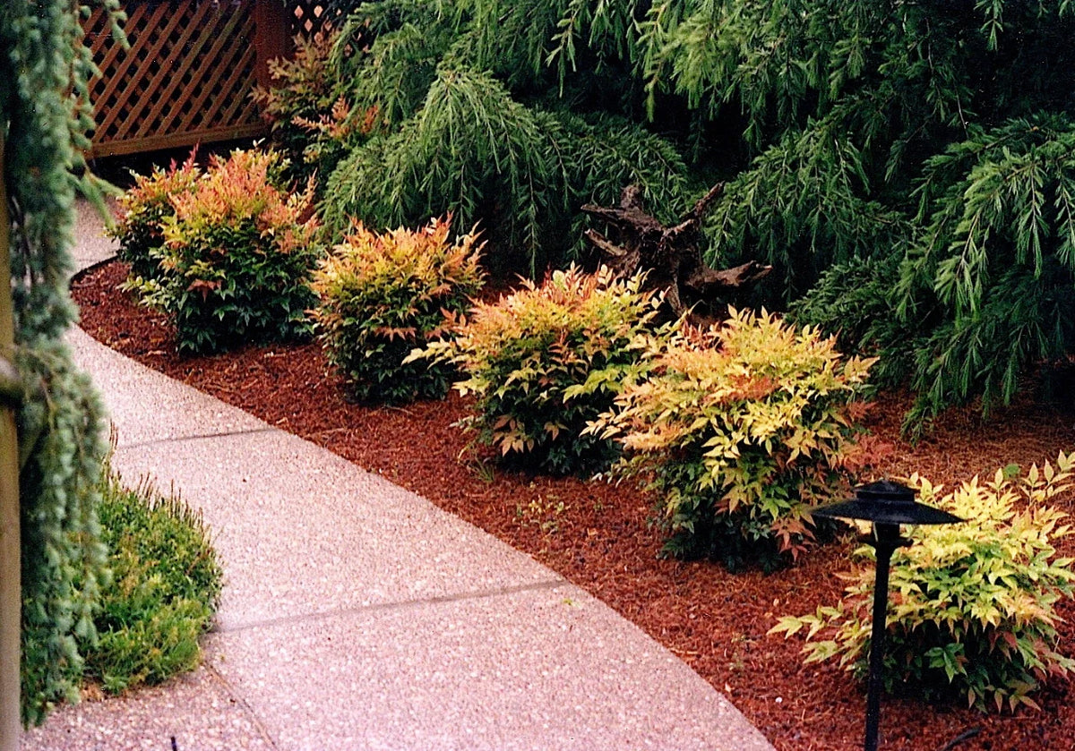 Dwarf Nandina Plants - 10 Live Plants in 2.5" Pots - Nandina domestica - Colorful Foliage for Borders & Containers