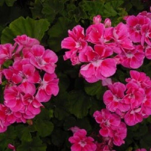 Bright Pink Geranium Seeds - Pack of 10 - Pelargonium × hortorum - Perfect for Hanging Baskets and Containers