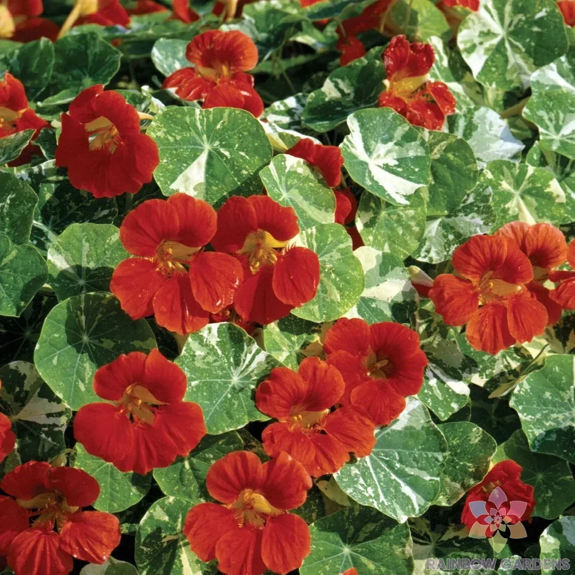 Nasturtium Seeds - 50+ Alaska Scarlet - Edible Flowers - Tropaeolum majus - USA Grown for Garden Planting