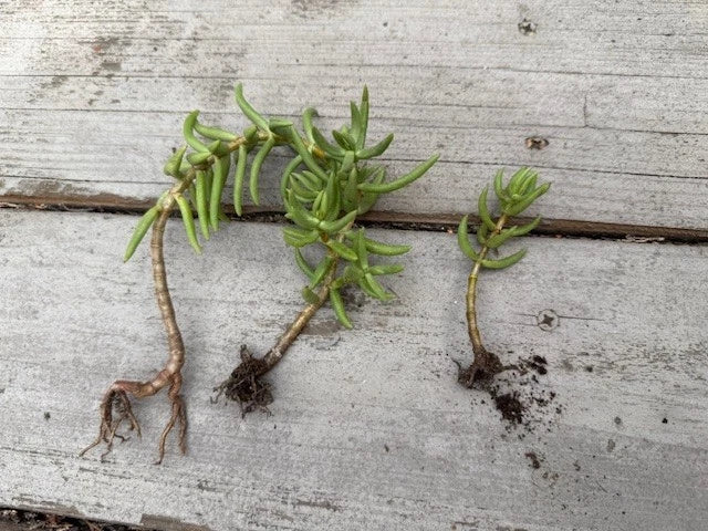 Pine Tree Succulent Cuttings 3-Pack - Cactus Variety - Rooted for Easy Growth - Ideal for Home Decor and Succulent Gardens