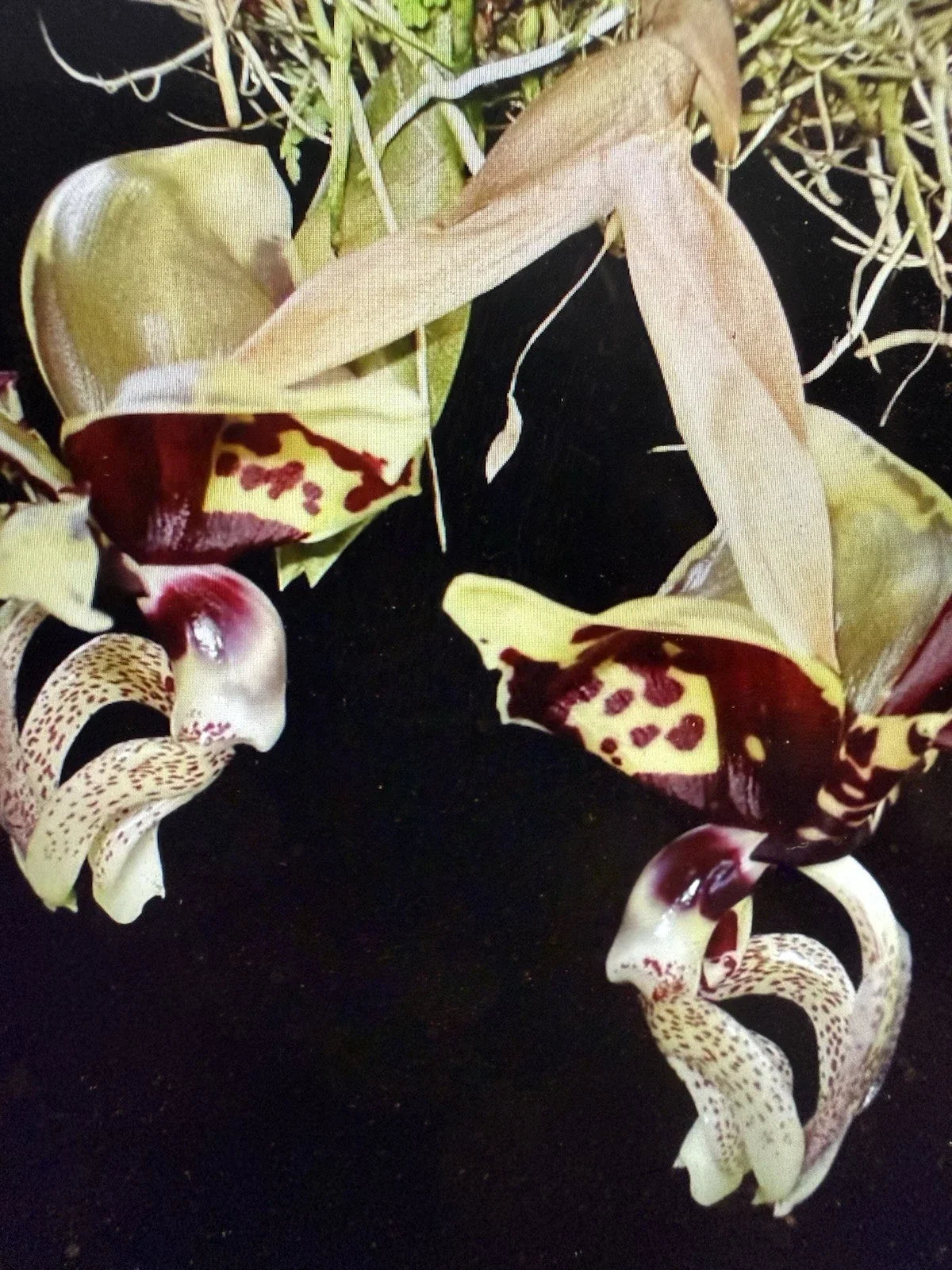 Stanhopea Ocalata Orchid Plant - One Rooted Bulb, Unique Tropical Flowering Variety, Epiphytic Orchid, Bare Root