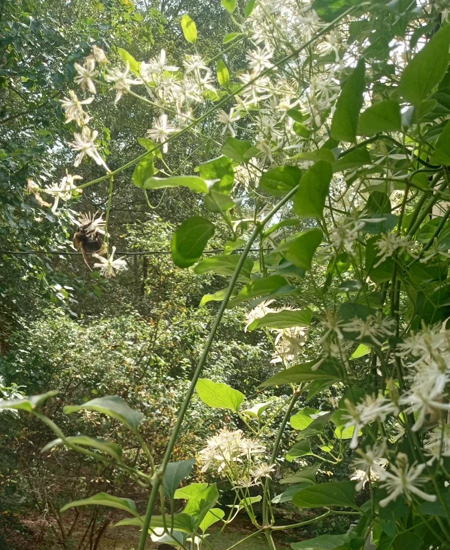 Sweet Autumn Clematis Live Bare Root Plant, Lace Vine, Clematis Paniculata, 8"-12" Tall, Fragrant White Flowers