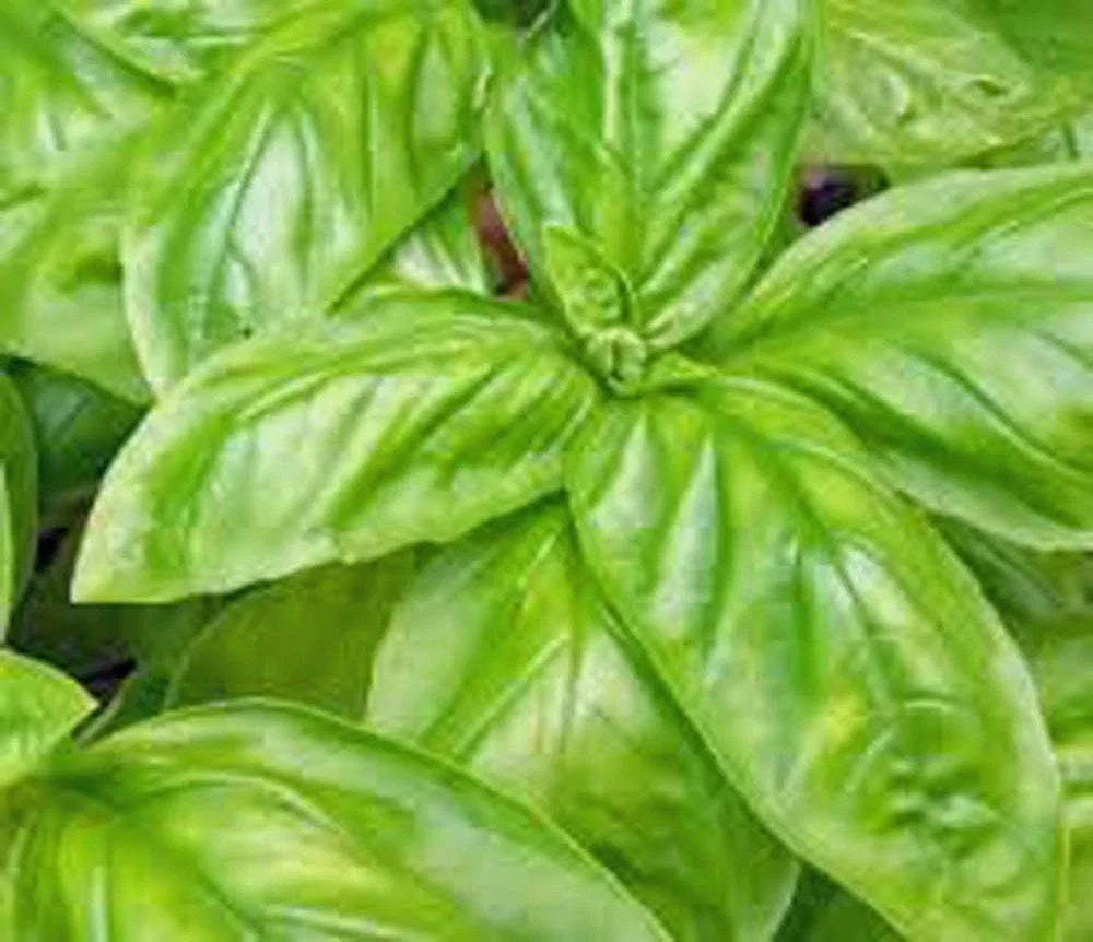 Basil Seeds 500 Count - Italian Large Leaf Heirloom Non-GMO Herb, Ocimum basilicum - Perfect for Culinary Gardens