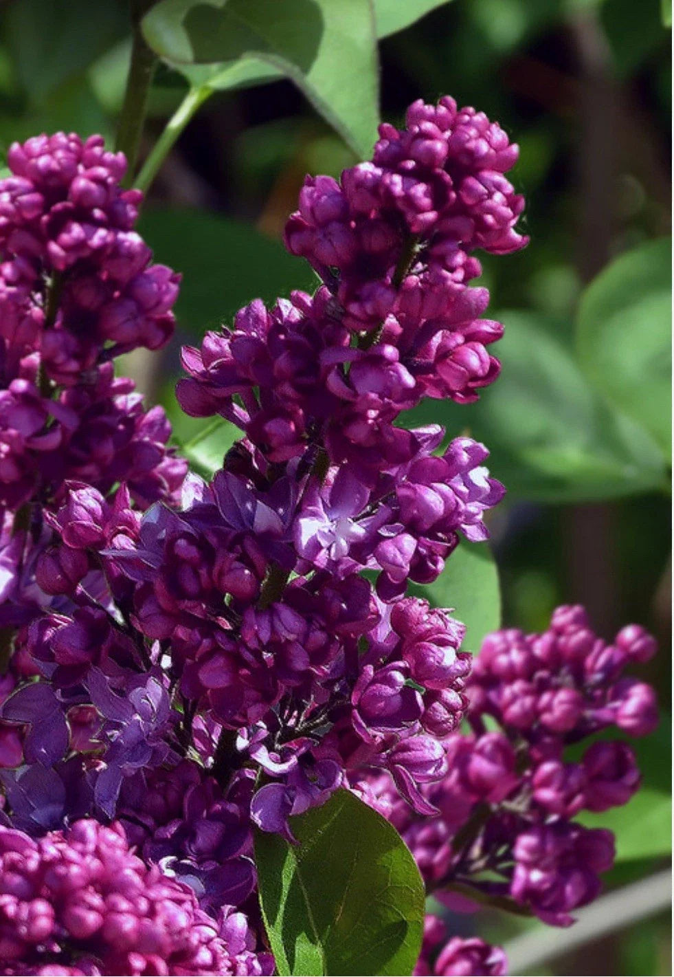 Congo Lilac Starter Plant 4-8” Purple Fragrant Flowering Shrub Syringa Vulgaris - Well Rooted for Gardens