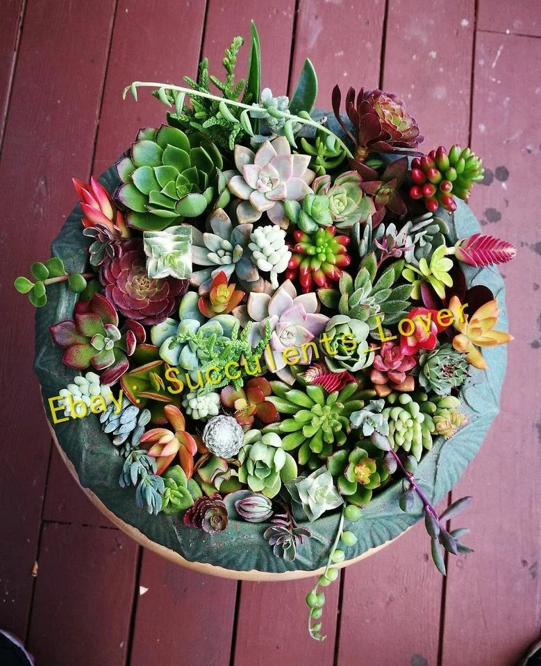 Assorted Succulent Cuttings - 20 Pieces - 18 Varieties for Planting - Ideal for Home Decor - Various Species