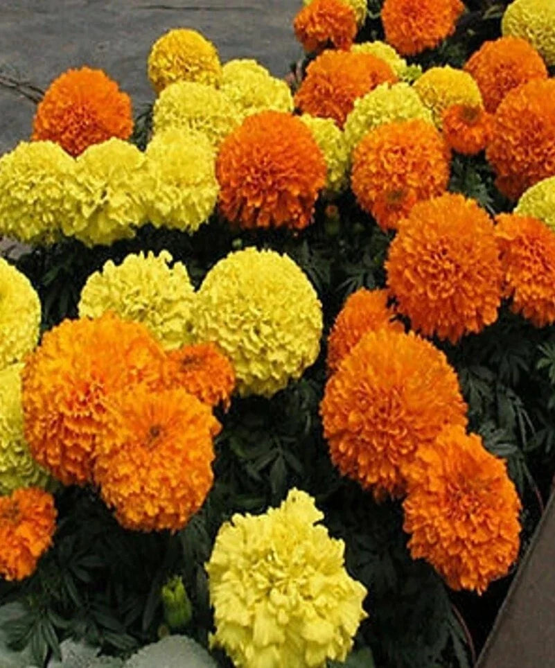 African Marigold Seeds 4" Jumbo Mixed Orange & Yellow (Tagetes erecta) - 50+ Seeds for Vibrant Garden Blooms