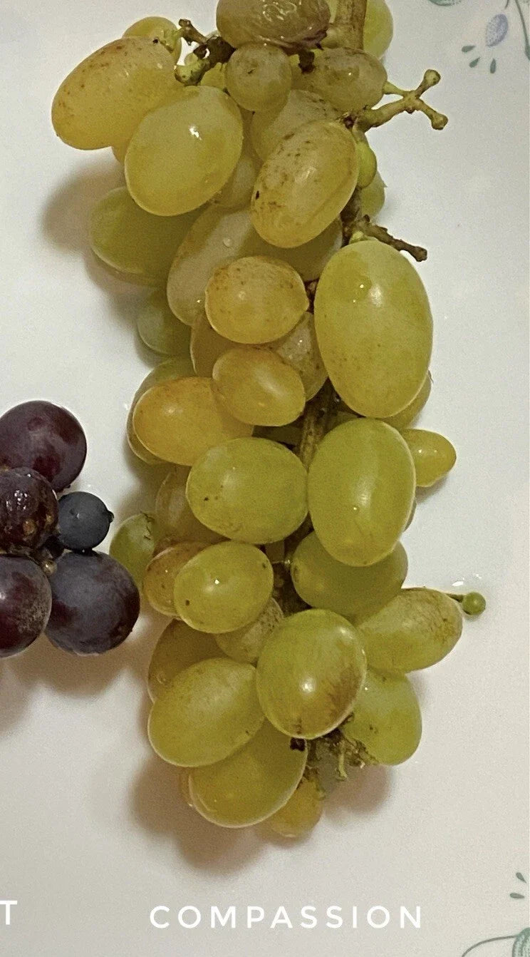 Compassion Grape Cuttings - 4 Healthy Cuttings with 2-3 Nodes for Grafting - Vitis vinifera - Perfect for Propagation