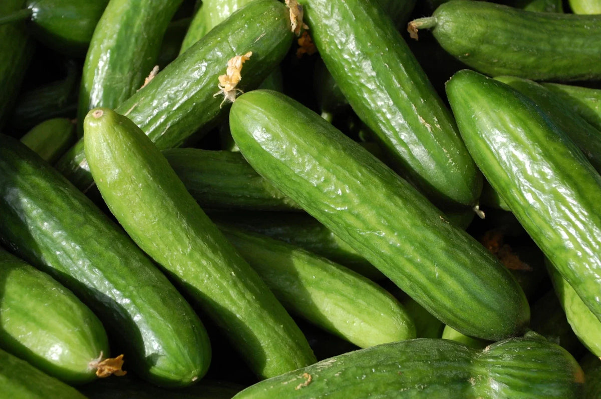 Organic Muncher Cucumber Seeds - Heirloom Non-GMO for Home Gardens - Cucumis sativus - 25 Seeds per Packet