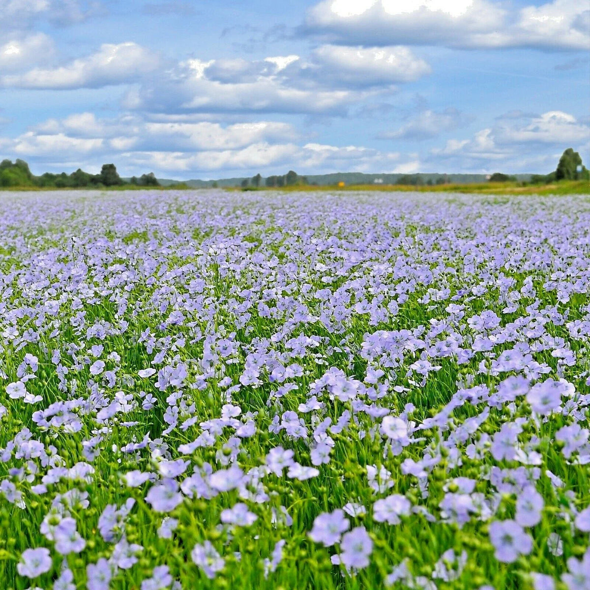Blue Flax Seeds - 1001+ Seeds - Native Wildflower Perennial - Linum lewisii - Cold & Drought Tolerant for Summer Garden