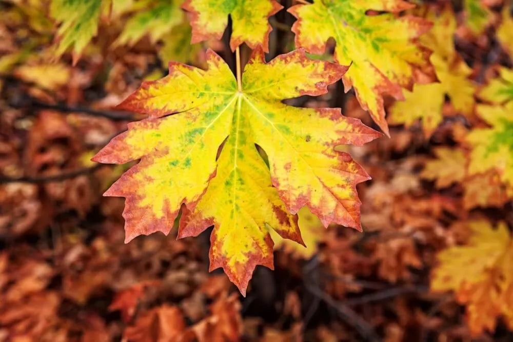 Bigleaf Maple Tree Seeds | 30+ Seeds | Acer macrophyllum | Drought-Resistant Native Tree for Planting