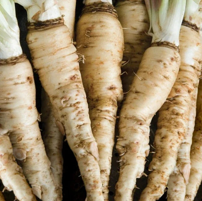 Mammoth Sandwich Island Salsify Seeds | Vegetable Seed Packet | Tragopogon porrifolius | Unique Culinary Flavor