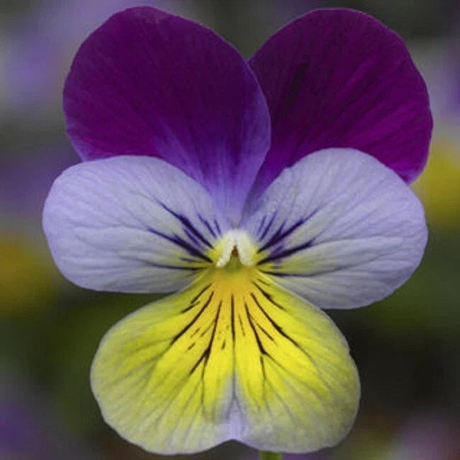 Viola Seeds - 50 Count - Deltini Blue Purple Wing - Scented Viola (Viola tricolor) - Non-GMO, Attracts Pollinators