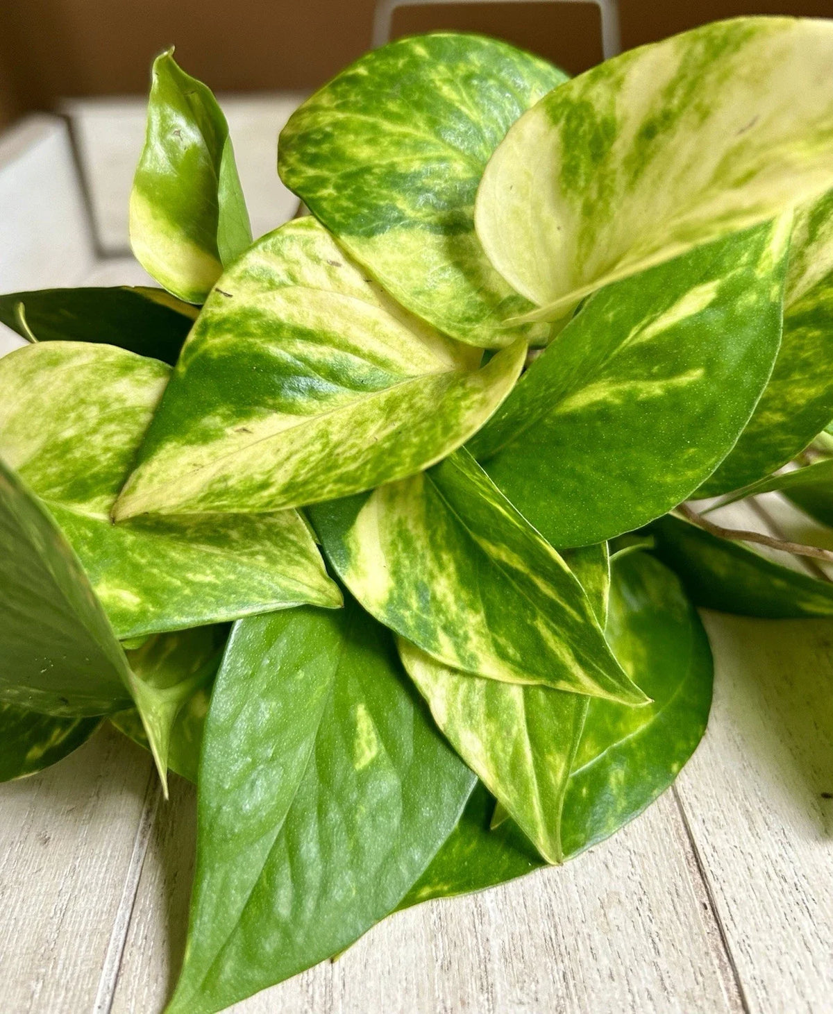 10 Rooted Pothos Cuttings - Epipremnum aureum - Indoor Houseplant - Easy Care Trailing Plant for Home Decor