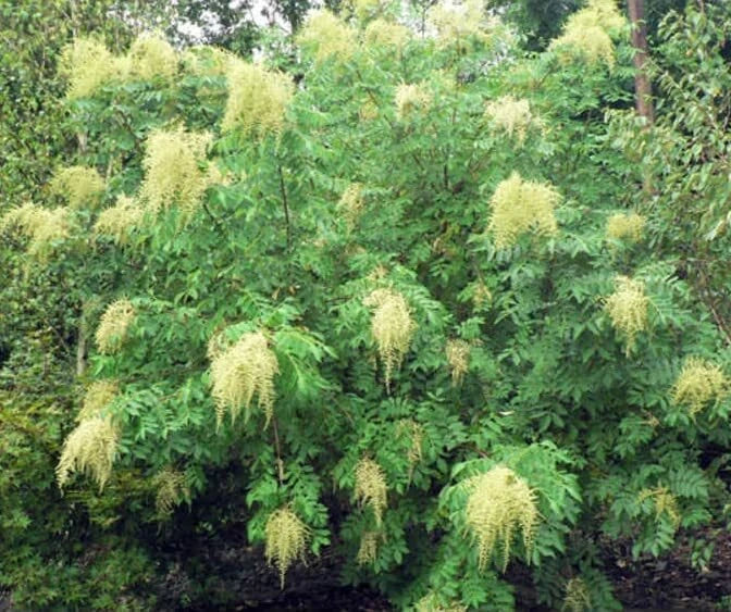 Chinese Sumac Tree Seeds 30 Pack - Nutgall Tree Seeds Rhus chinensis - Vibrant Foliage for Garden Planting