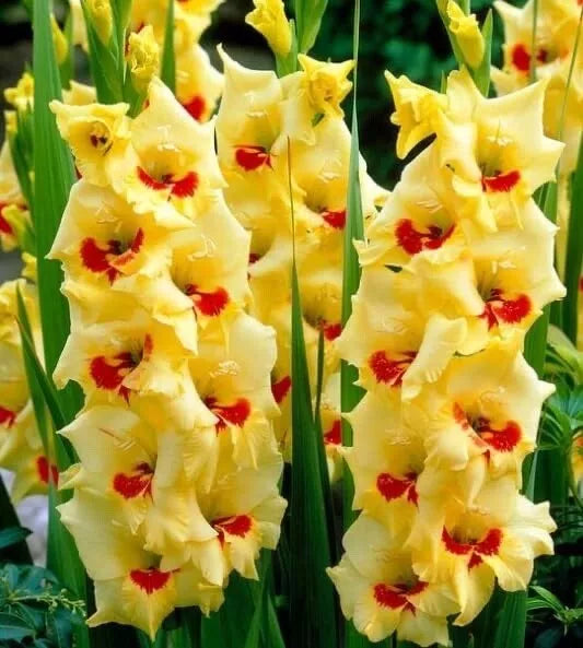 Golden Gladiolus Flower Bulbs - 10 Bulbs - Yellow Blooms - Gladiolus hortulanus - Hardy Garden Flowers