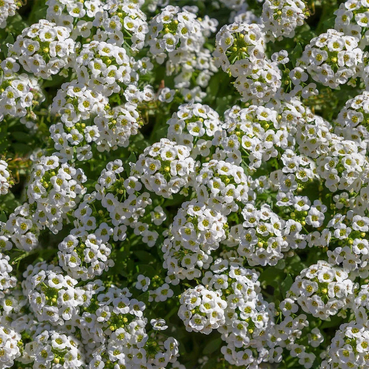 Tall White Sweet Alyssum Seeds 1/4 Lb Mylar Packet - Lobularia maritima - Non-GMO Wildflower for Gardens and Pollinators