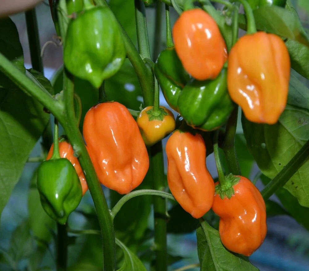 Habanero Pepper Seeds - 25 Pack - Spicy Variety - Capsicum chinense - Non-GMO for Home Gardening and Culinary Use